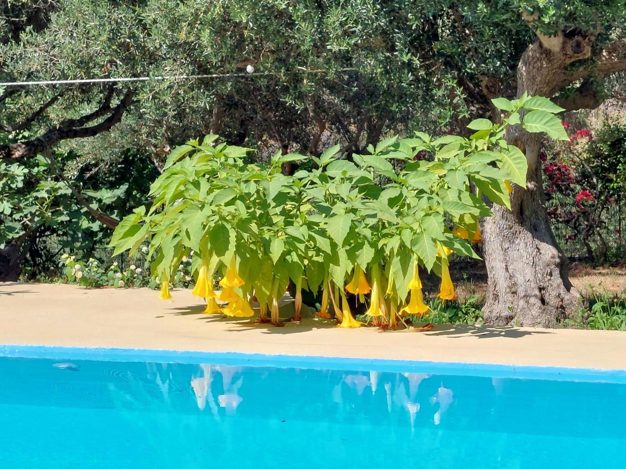 Sofiana's Garden Retreat With Private Pool * Dhrapanias