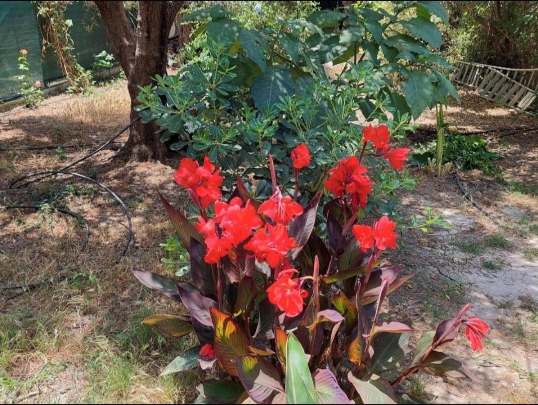 Sofiana's Garden Retreat With Private Pool Apartment Dhrapanias